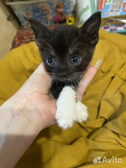 Котята в добрые руки бесплатно