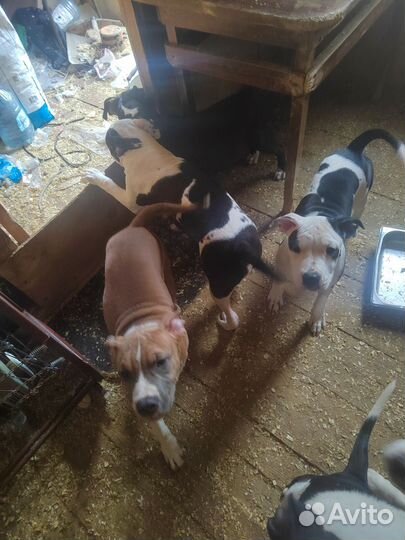 Собаки щенки Американского стаффордширский терьера