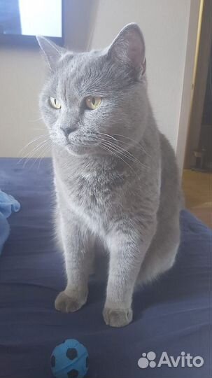 Кот британский