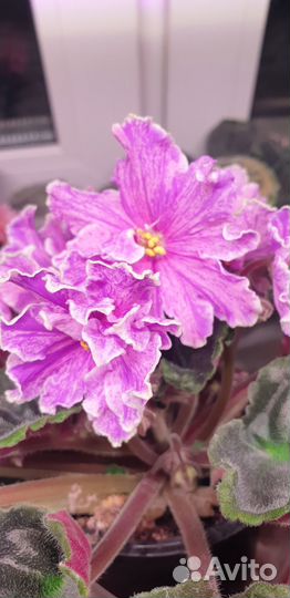 Фиалка, сорт Луиза