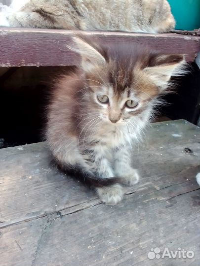 Отдам в добрые руки