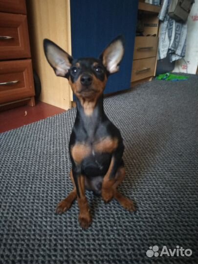 Цвергпинчер ищет подругу для серьёзных отношений