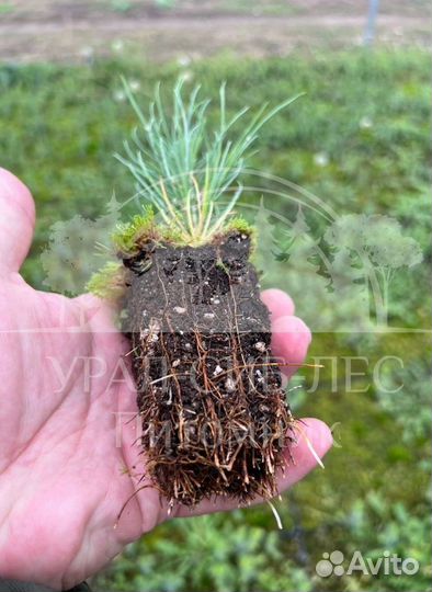 Лиственница Сибирская зкс сеянцы для лесовосстанов