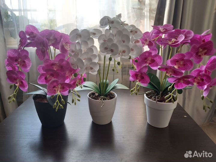 Орхидея в кашпо