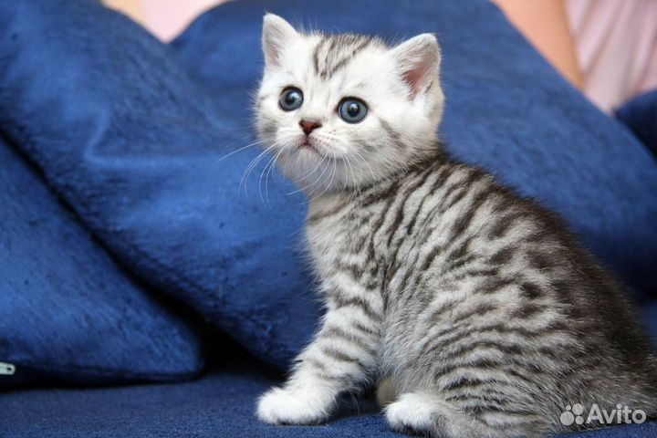 Британские котята серебристый вискас окрас