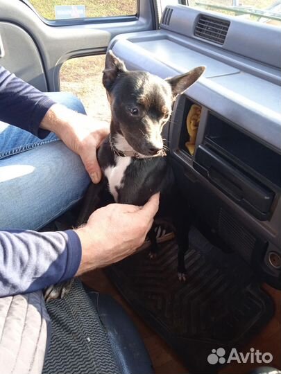 Отдам в добрые руки