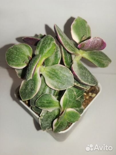 Crassula Tricolor (Крассула Триколор)