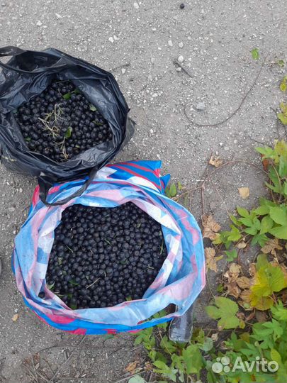 Черноплодная рябина