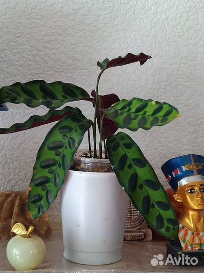 Комнатные растения, калатеи