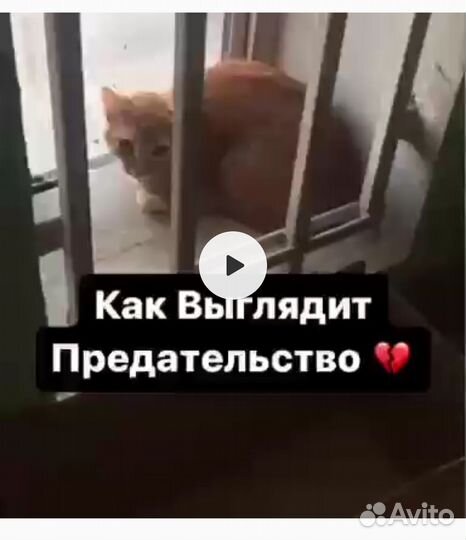 Котик в поисках дома