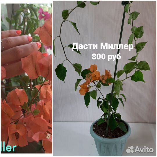 Бугенвиллии кусты