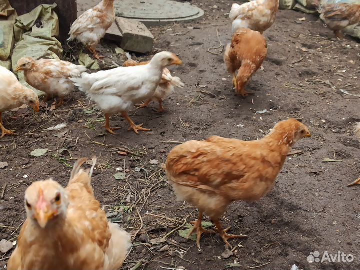 Цыплята Ломан Браун