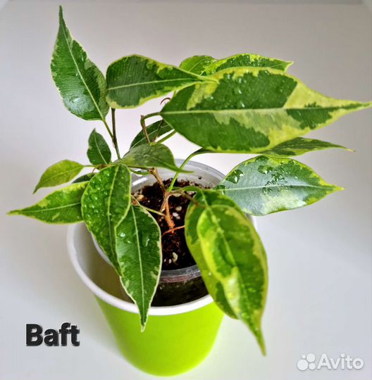 Фикусы сортовые