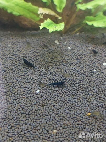 Аквариумные креветки блю дрим