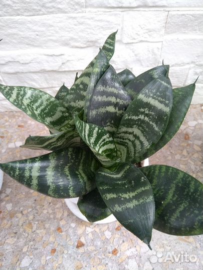 Сансевиерия Ханни