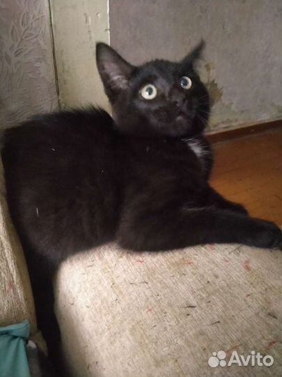 Котенок бесплатно