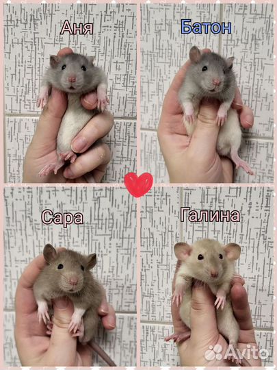 Крысята разные, хорошенькие
