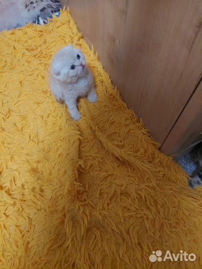 Шотландские вислоухие котята