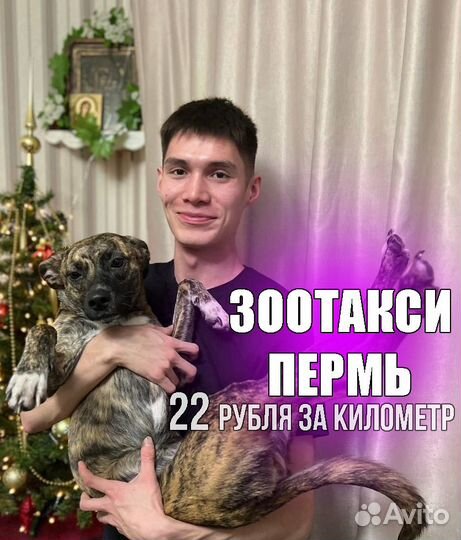 Перевозка животных по Перми