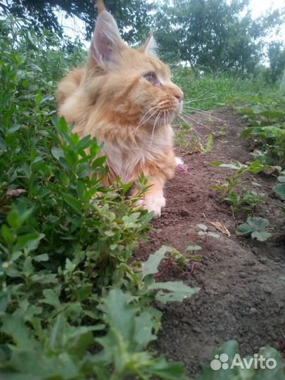 Кот Мейн-кун