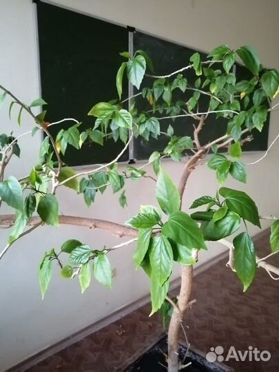 Гибискус и березки декоративные