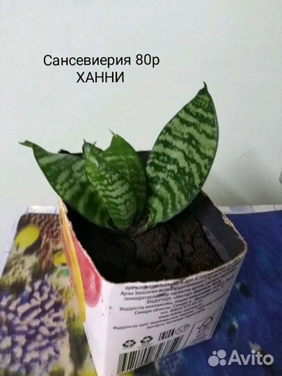 Сансевиерия Ханни, фиалка