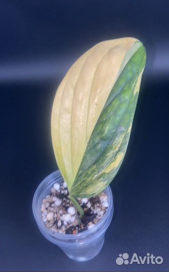 Монстеры Карстенианум вар, кливия вар