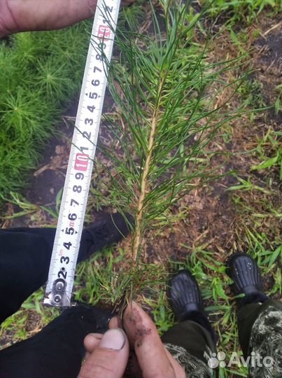 Сеянцы сосны обыкновенной