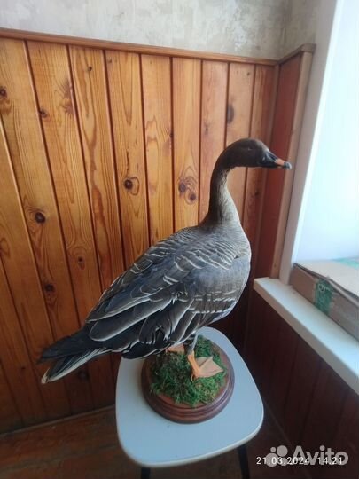 Чучела животных