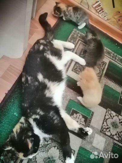 Котята в добрые руки