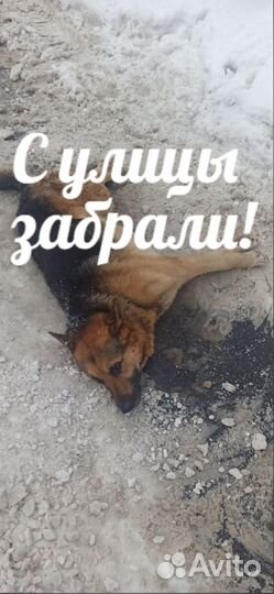 Рекс овчар-спинальник