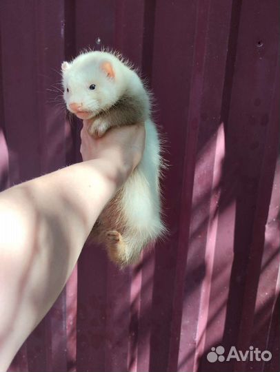 Хорек. Мишка Бу. Доставка. Ветпаспорт