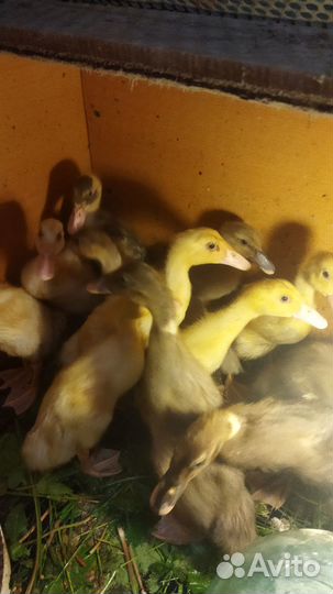 Утки индийский бегунок (2-х недельные)