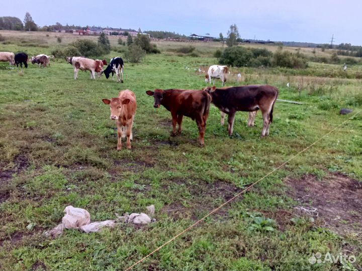 Коровы-Тёлки