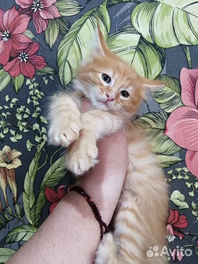 Мейн-кун котёнок
