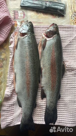 Форель свежая