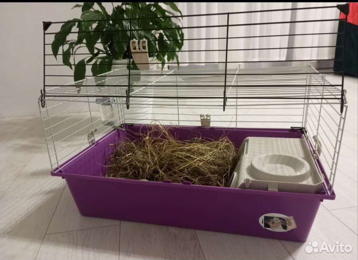 Морские свинки с клеткой и домиком