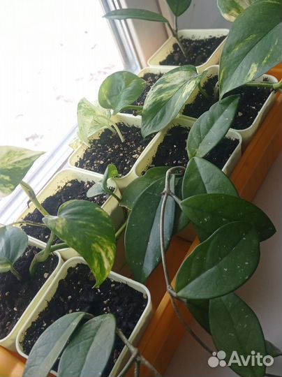 Сциндапсус