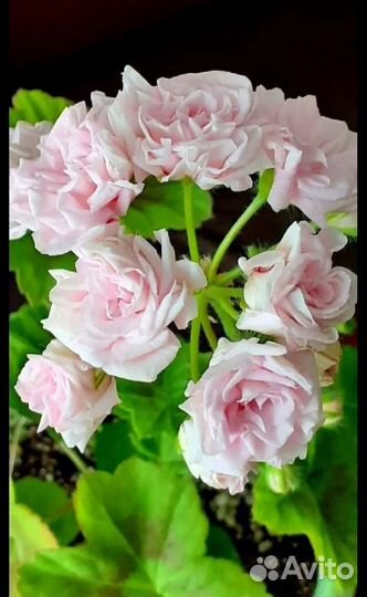 Пеларгонии.Герани