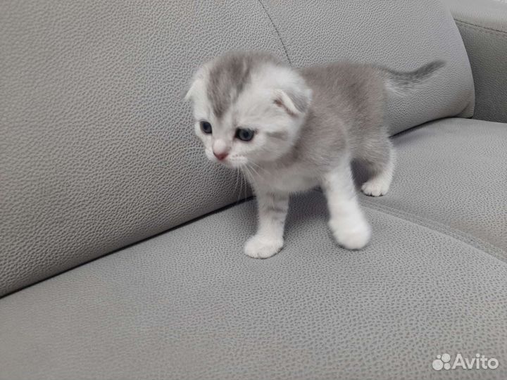 Шотландские вислоухие котята