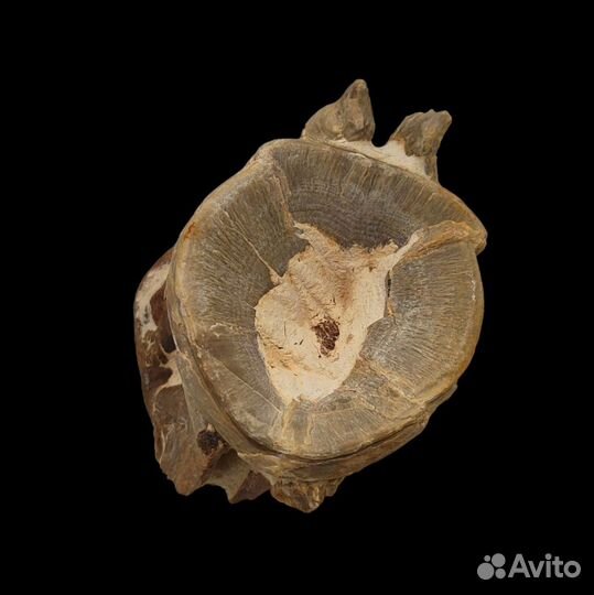 Позвонок королевской макрели / Окаменелости