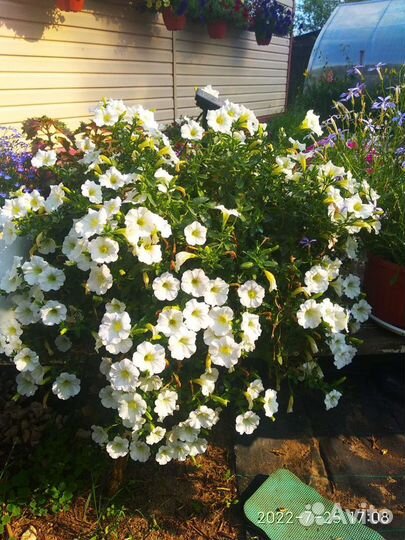 Кашпо с цветами, Петуния, Сурфиния, доставка