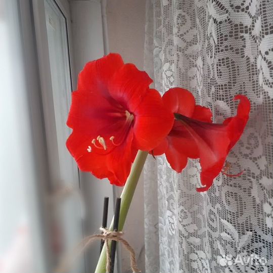 Гиппеаструм / амариллис 