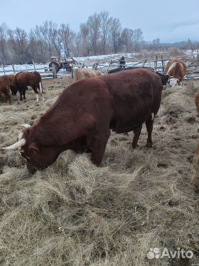 Быки на племя