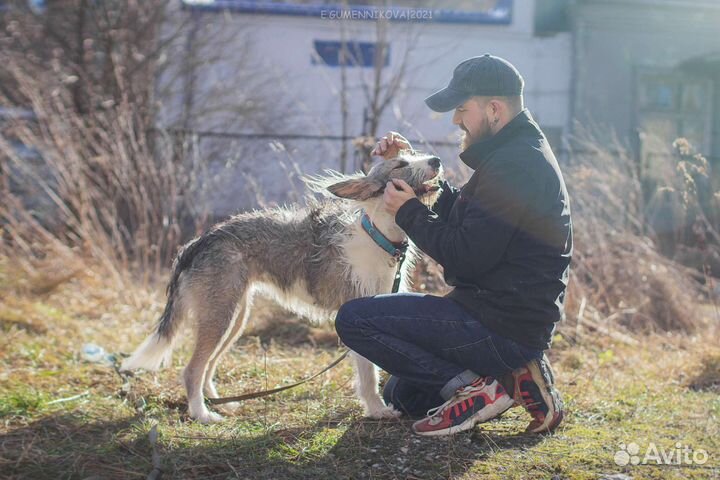 Воспитание и дрессировка собак uncle.vania