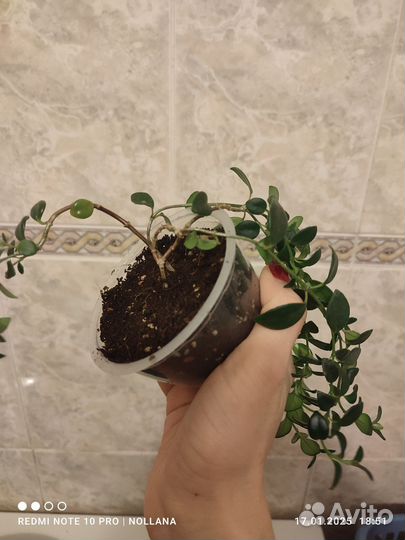 Немантантус Золотая Рыбка (Гипоцирта) Nematanthus