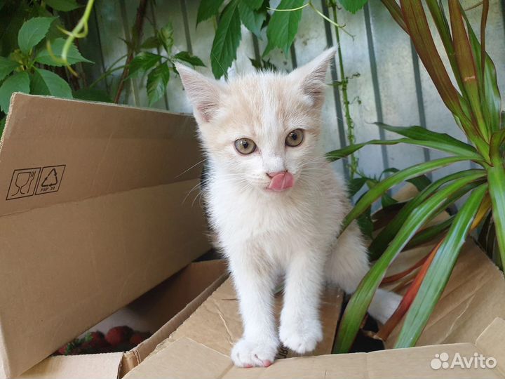 Котята ищут дом