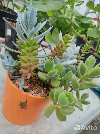 Кашпо с суккулентами