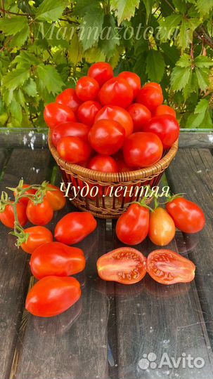 Семена низкорослых томатов