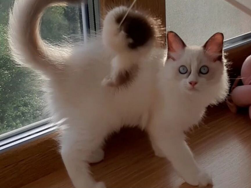 Котята рэгдолл. Мальчик ragdoll. Тряпичная кукла